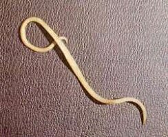 Spoelworm